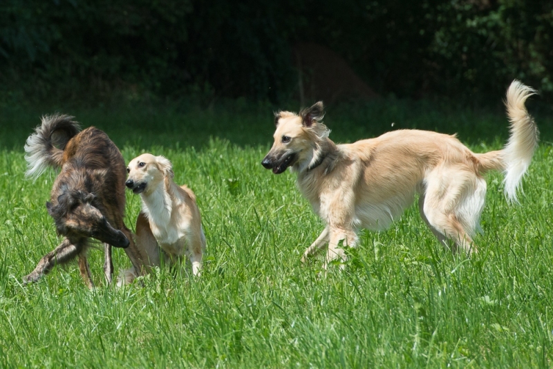 img20170820-130134-3_x1000