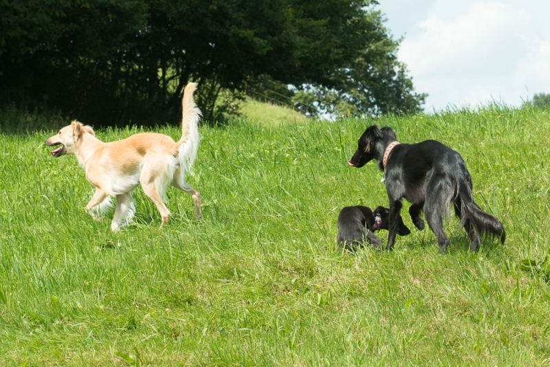 img20170820-130149_x1000