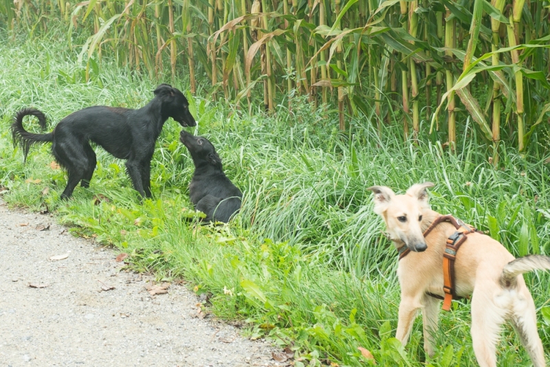 img20171015-103240_x1000