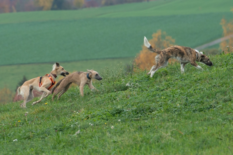 img20181111-123100-2