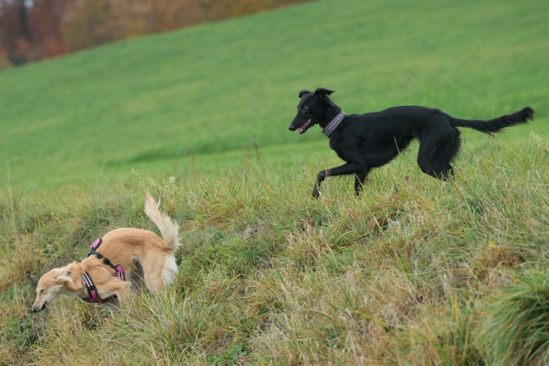 img20181111-123127-2