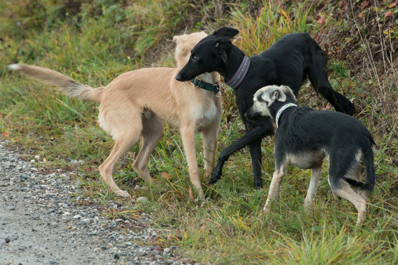 img20181111-123202-2