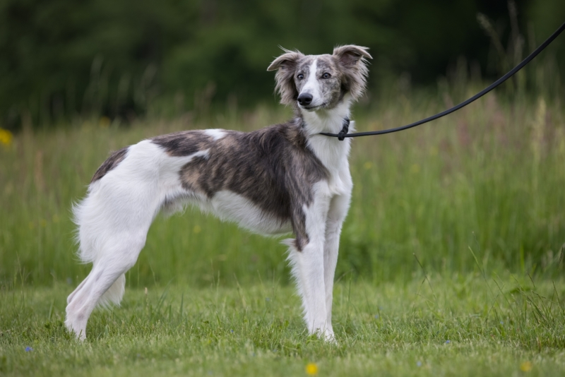 Windsprite-Treffen-2022-108