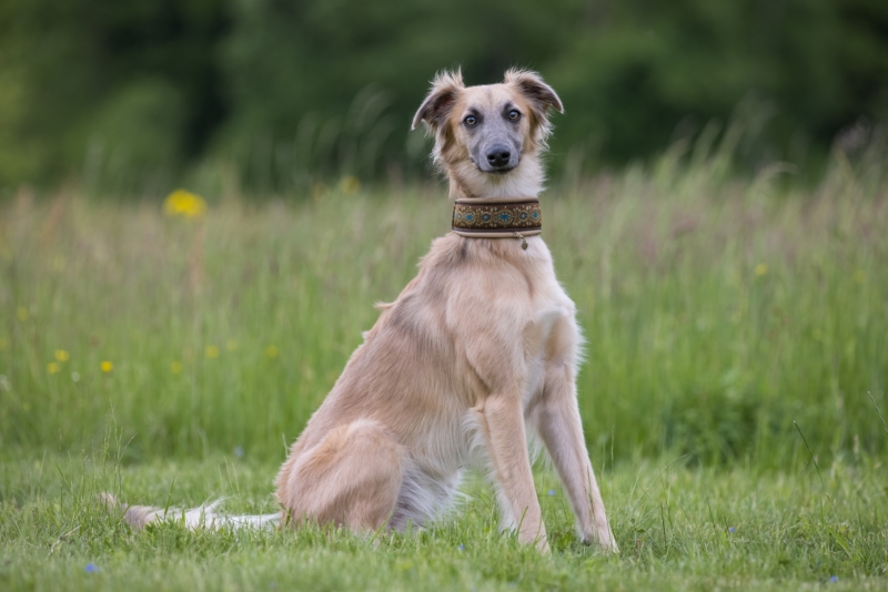 Windsprite-Treffen-2022-110