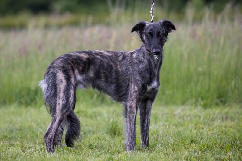 Windsprite-Treffen-2022-112