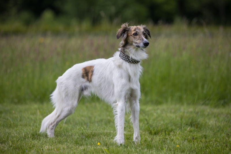 Windsprite-Treffen-2022-118