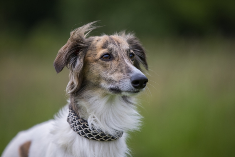 Windsprite-Treffen-2022-119