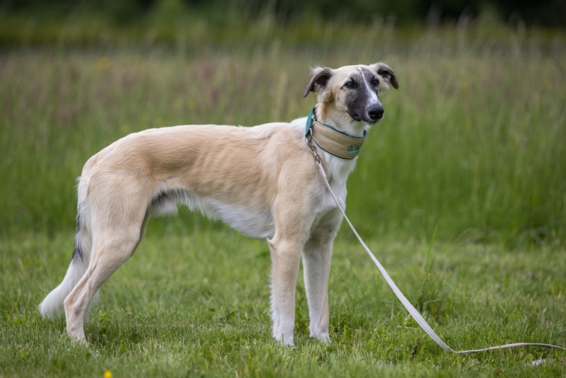 Windsprite-Treffen-2022-120