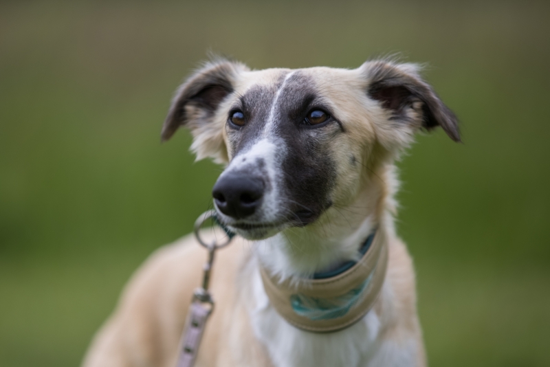 Windsprite-Treffen-2022-121