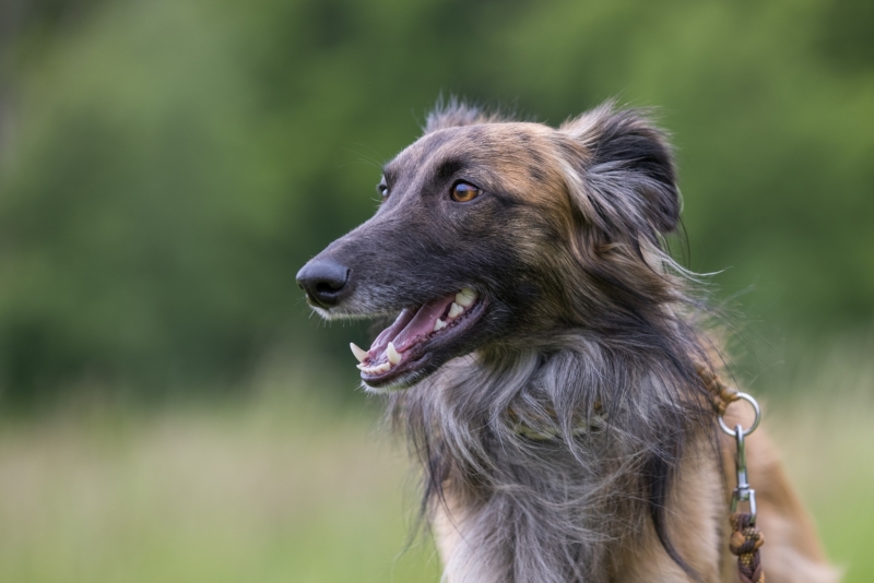 Windsprite-Treffen-2022-123