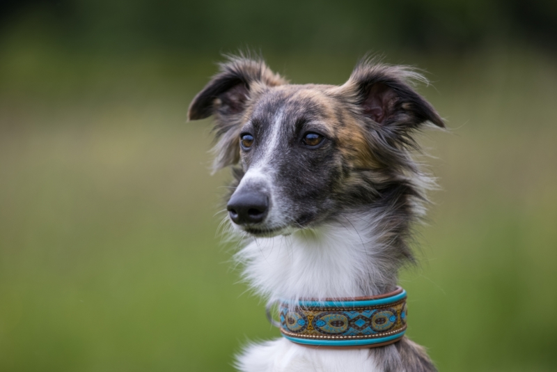 Windsprite-Treffen-2022-125