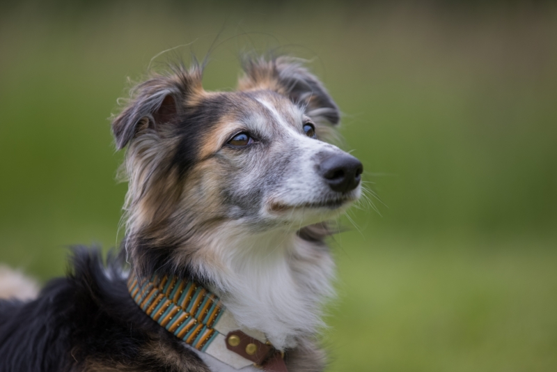 Windsprite-Treffen-2022-127