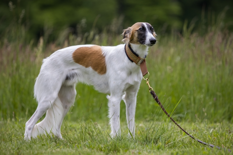 Windsprite-Treffen-2022-132