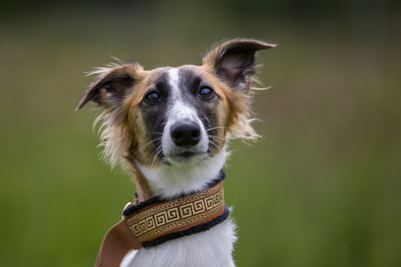 Windsprite-Treffen-2022-133