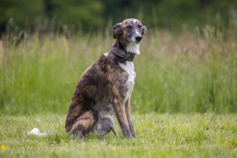 Windsprite-Treffen-2022-134