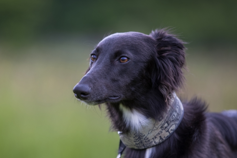 Windsprite-Treffen-2022-139