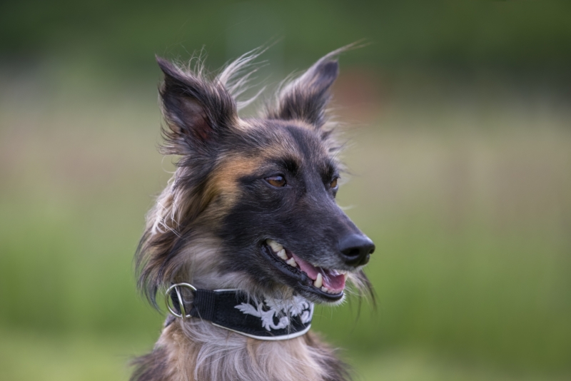 Windsprite-Treffen-2022-141