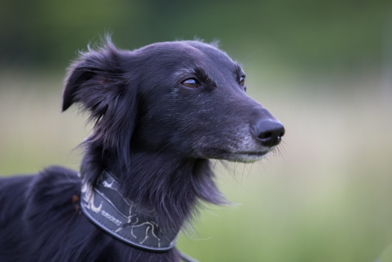 Windsprite-Treffen-2022-143