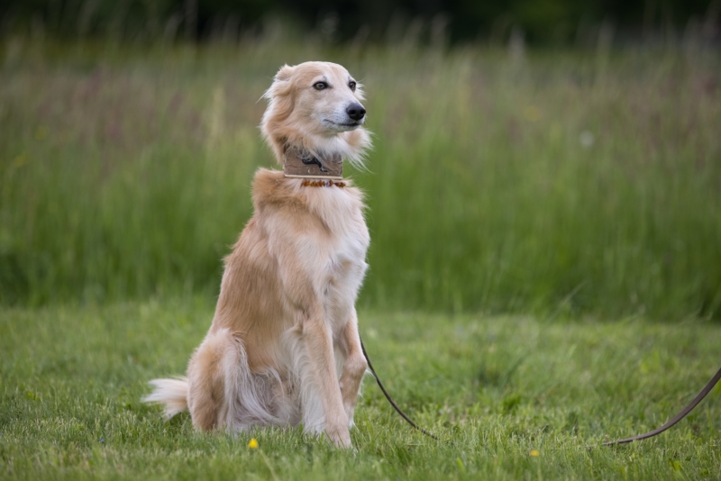 Windsprite-Treffen-2022-144