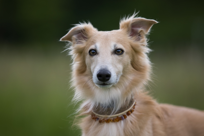 Windsprite-Treffen-2022-145