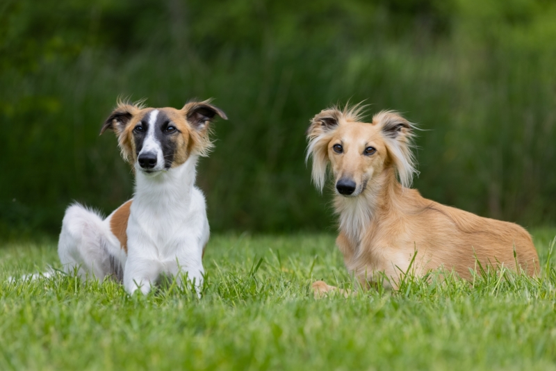 Windsprite-Treffen-2022-161