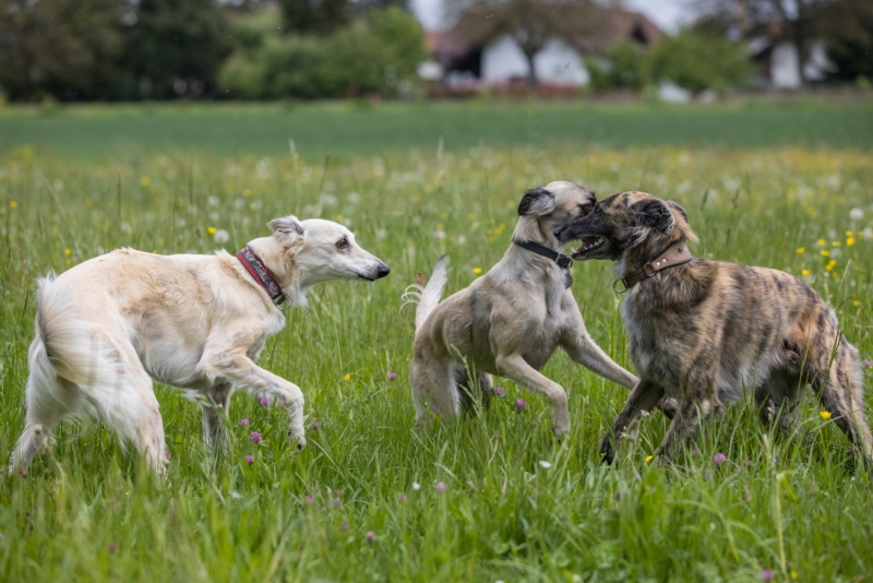Windsprite-Treffen-2022-26
