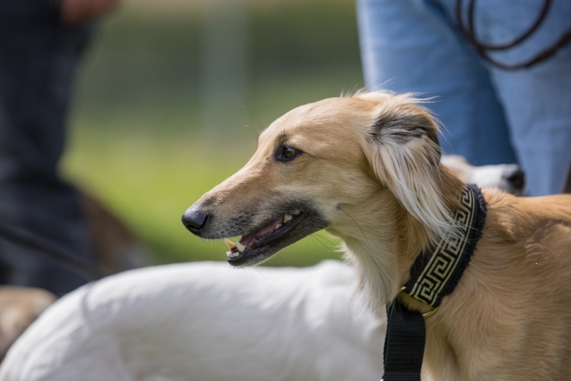 Windsprite-Treffen-2022-34