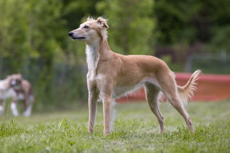 Windsprite-Treffen-2022-51