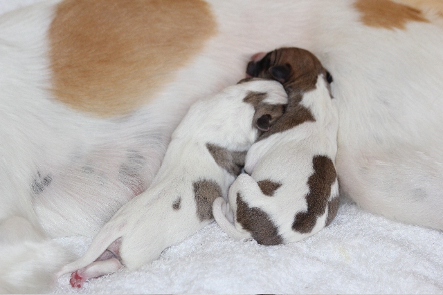 Wurfmeldung Silken Arrow