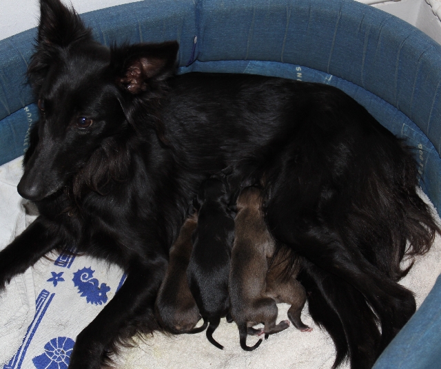 Wurfmeldung Silken Arrow