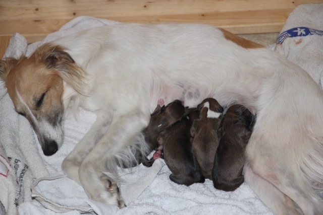 Wurfmeldung Silken Arrow