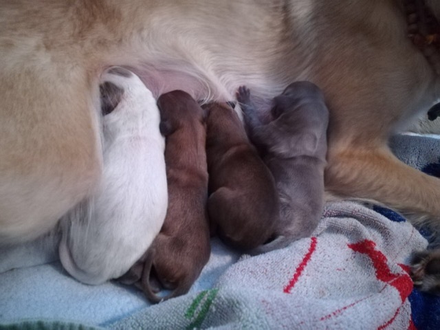 Wurfmeldung Real Love of Silken