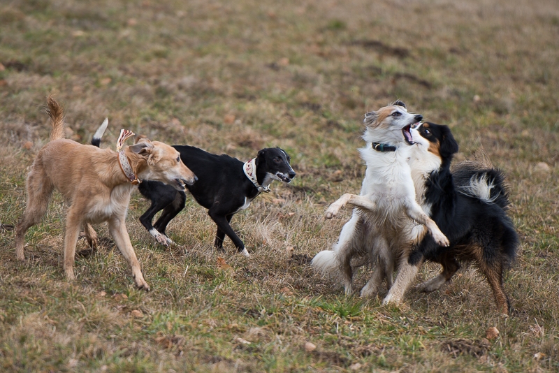 Wanderung Randen 2014