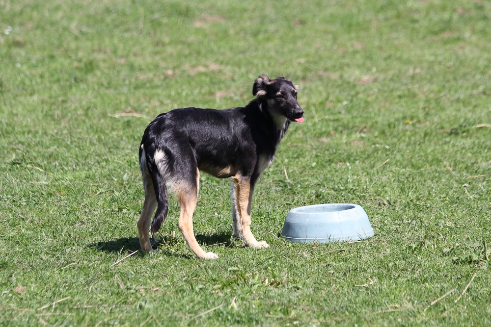 Schnupperkurs Tellington Methode 2015